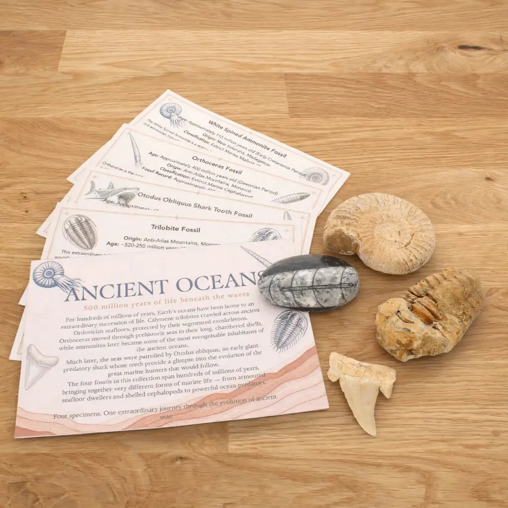 Get your Ancient Oceans Fossil Gift Box online now or in store at Forever Gems in Franschhoek, South Africa