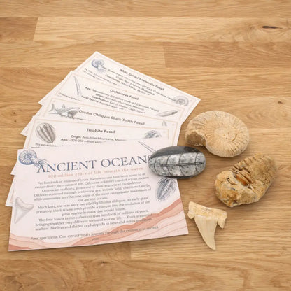 Get your Ancient Oceans Fossil Gift Box online now or in store at Forever Gems in Franschhoek, South Africa