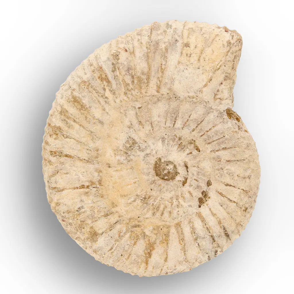 Get your Ancient Oceans Fossil Gift Box online now or in store at Forever Gems in Franschhoek, South Africa