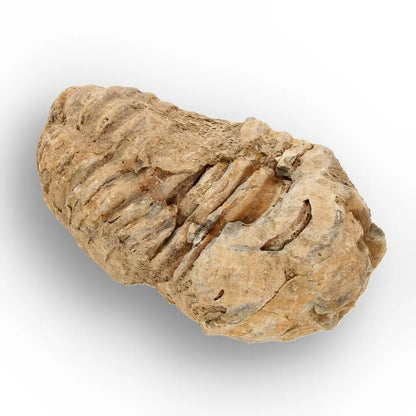 Get your Ancient Oceans Fossil Gift Box online now or in store at Forever Gems in Franschhoek, South Africa