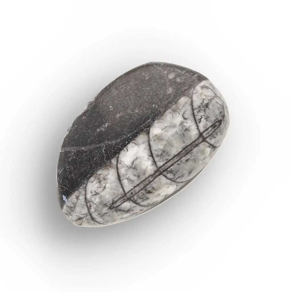Get your Ancient Oceans Fossil Gift Box online now or in store at Forever Gems in Franschhoek, South Africa