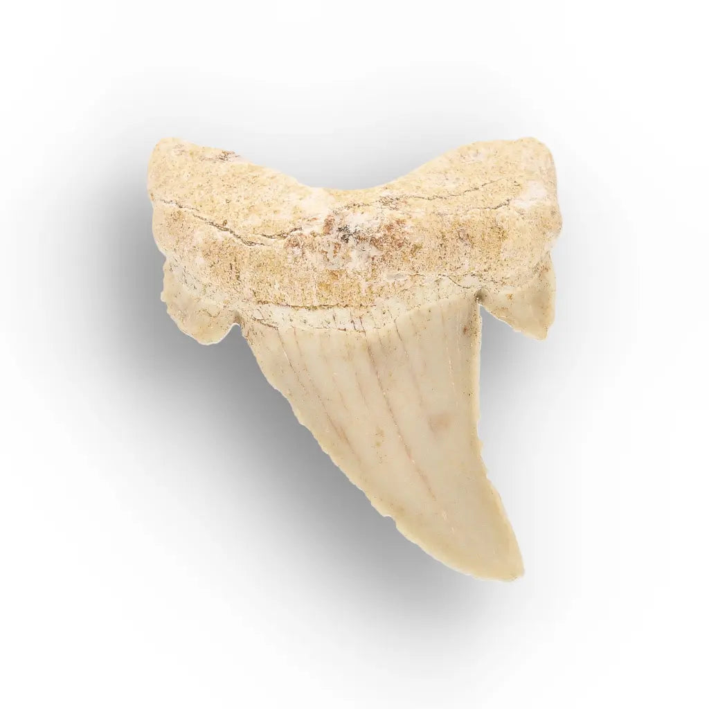 Get your Ancient Oceans Fossil Gift Box online now or in store at Forever Gems in Franschhoek, South Africa