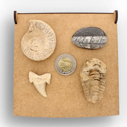 Get your Ancient Oceans Fossil Gift Box online now or in store at Forever Gems in Franschhoek, South Africa