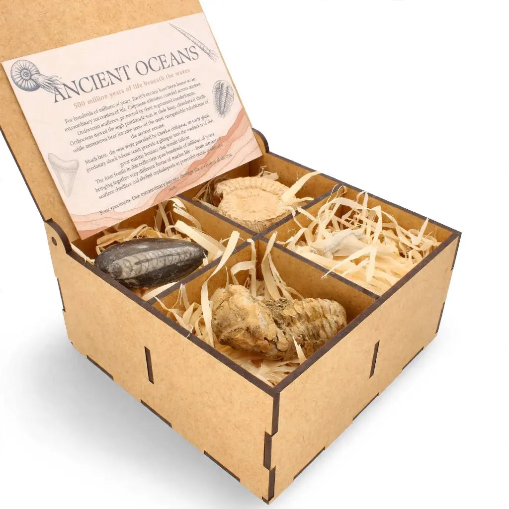 Get your Ancient Oceans Fossil Gift Box online now or in store at Forever Gems in Franschhoek, South Africa