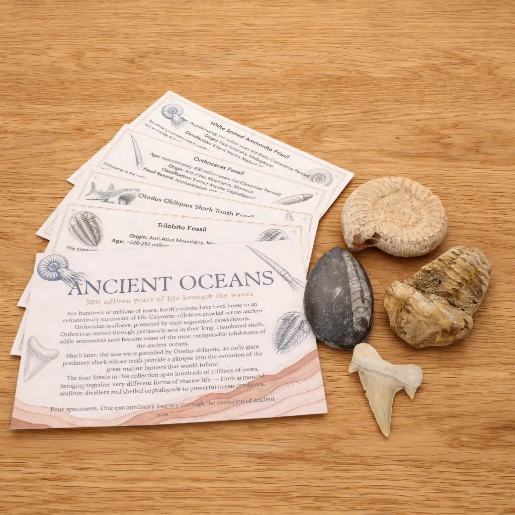 Get your Ancient Oceans Fossil Gift Box online now or in store at Forever Gems in Franschhoek, South Africa