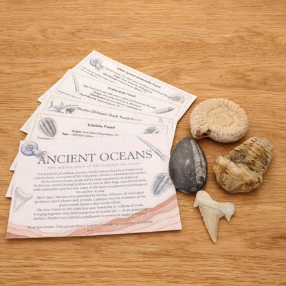 Get your Ancient Oceans Fossil Gift Box online now or in store at Forever Gems in Franschhoek, South Africa