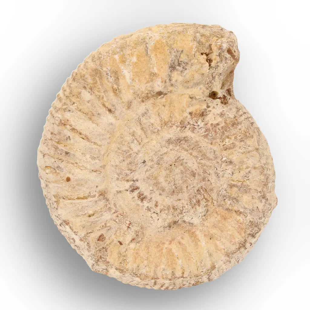 Get your Ancient Oceans Fossil Gift Box online now or in store at Forever Gems in Franschhoek, South Africa