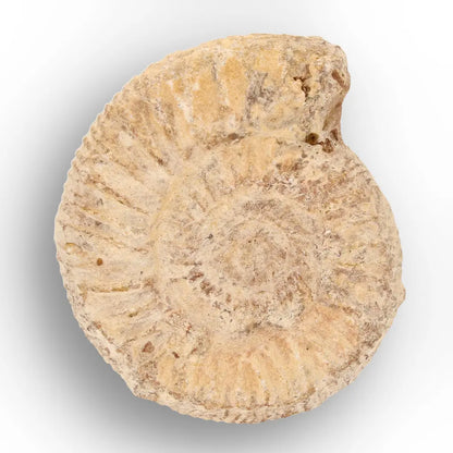 Get your Ancient Oceans Fossil Gift Box online now or in store at Forever Gems in Franschhoek, South Africa
