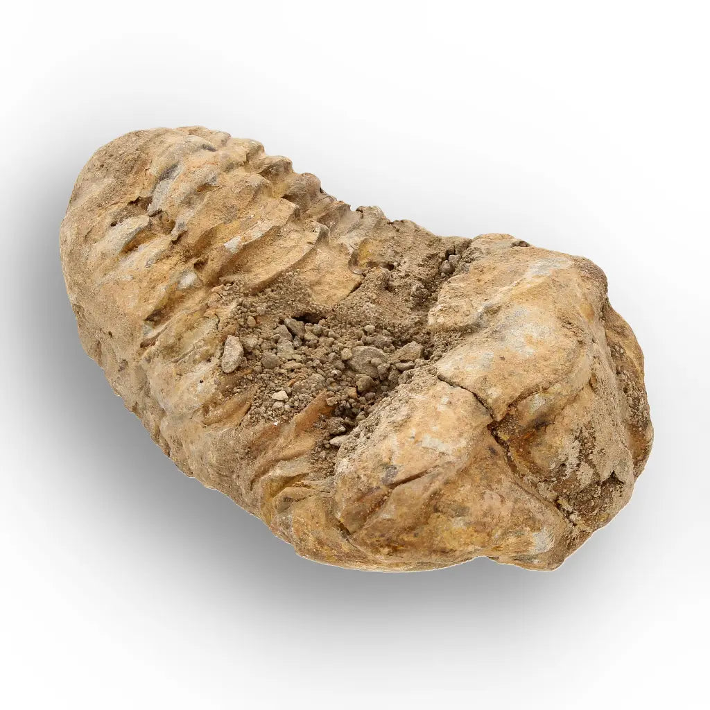 Get your Ancient Oceans Fossil Gift Box online now or in store at Forever Gems in Franschhoek, South Africa