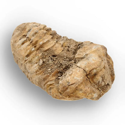 Get your Ancient Oceans Fossil Gift Box online now or in store at Forever Gems in Franschhoek, South Africa