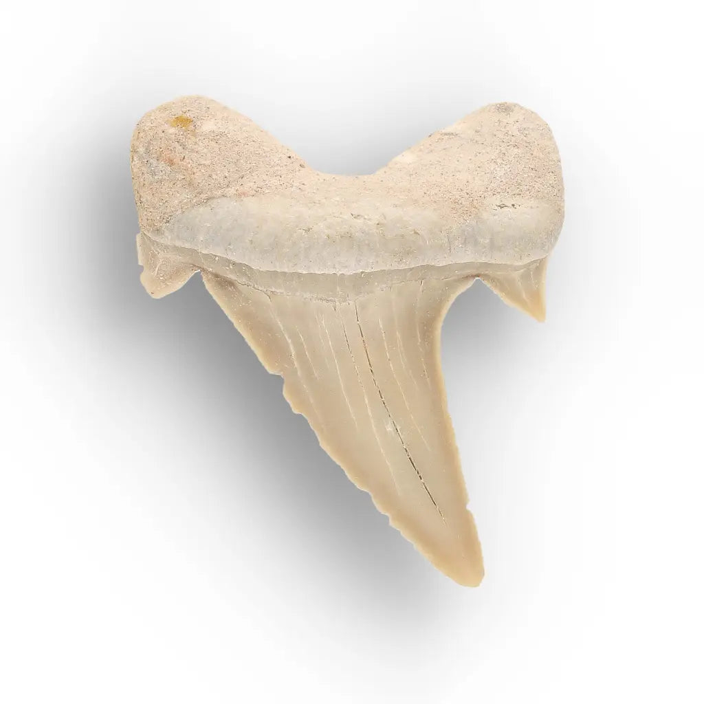 Get your Ancient Oceans Fossil Gift Box online now or in store at Forever Gems in Franschhoek, South Africa