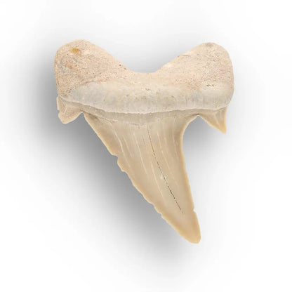 Get your Ancient Oceans Fossil Gift Box online now or in store at Forever Gems in Franschhoek, South Africa