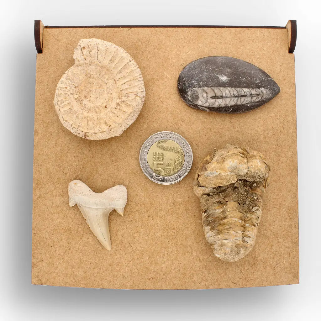 Get your Ancient Oceans Fossil Gift Box online now or in store at Forever Gems in Franschhoek, South Africa