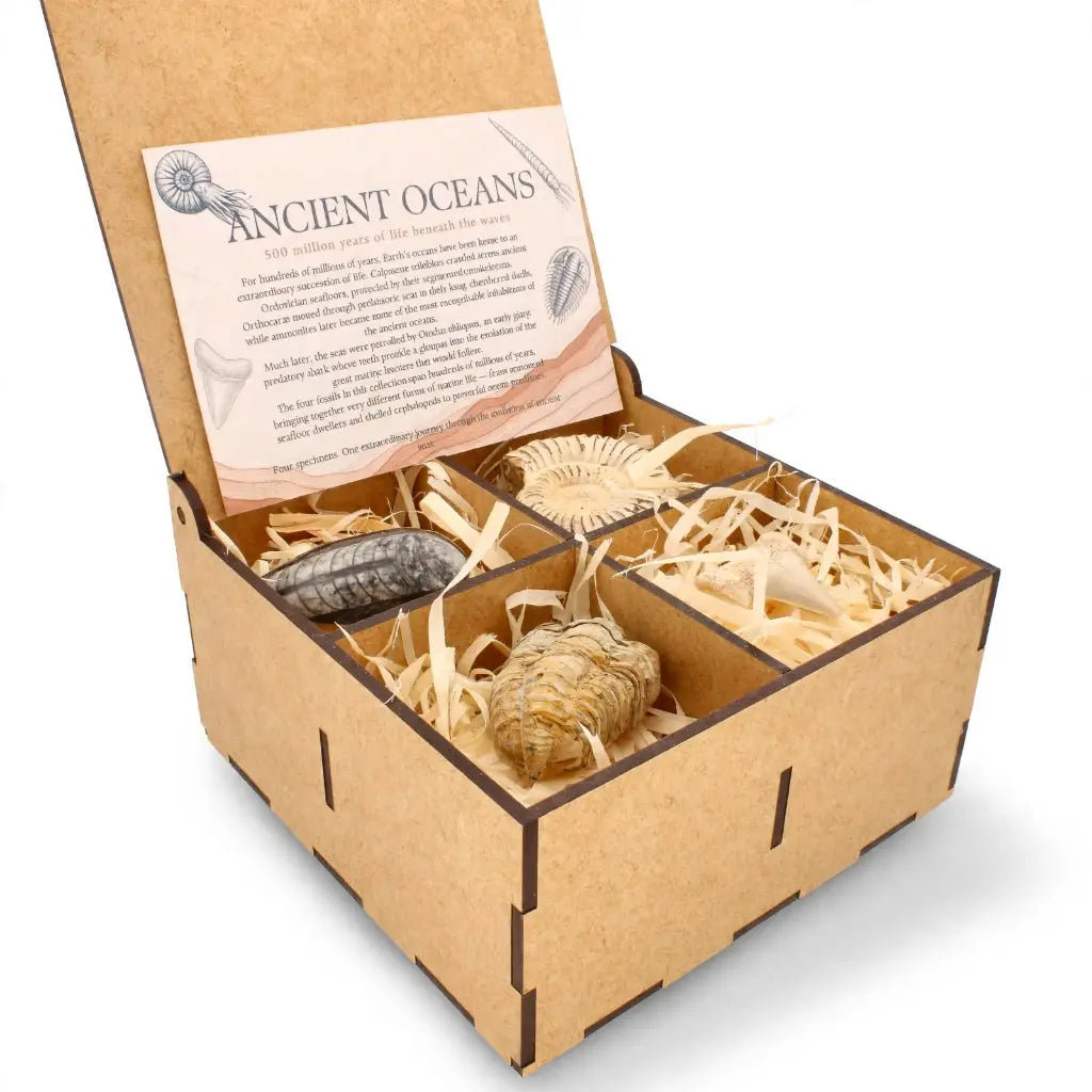 Get your Ancient Oceans Fossil Gift Box online now or in store at Forever Gems in Franschhoek, South Africa