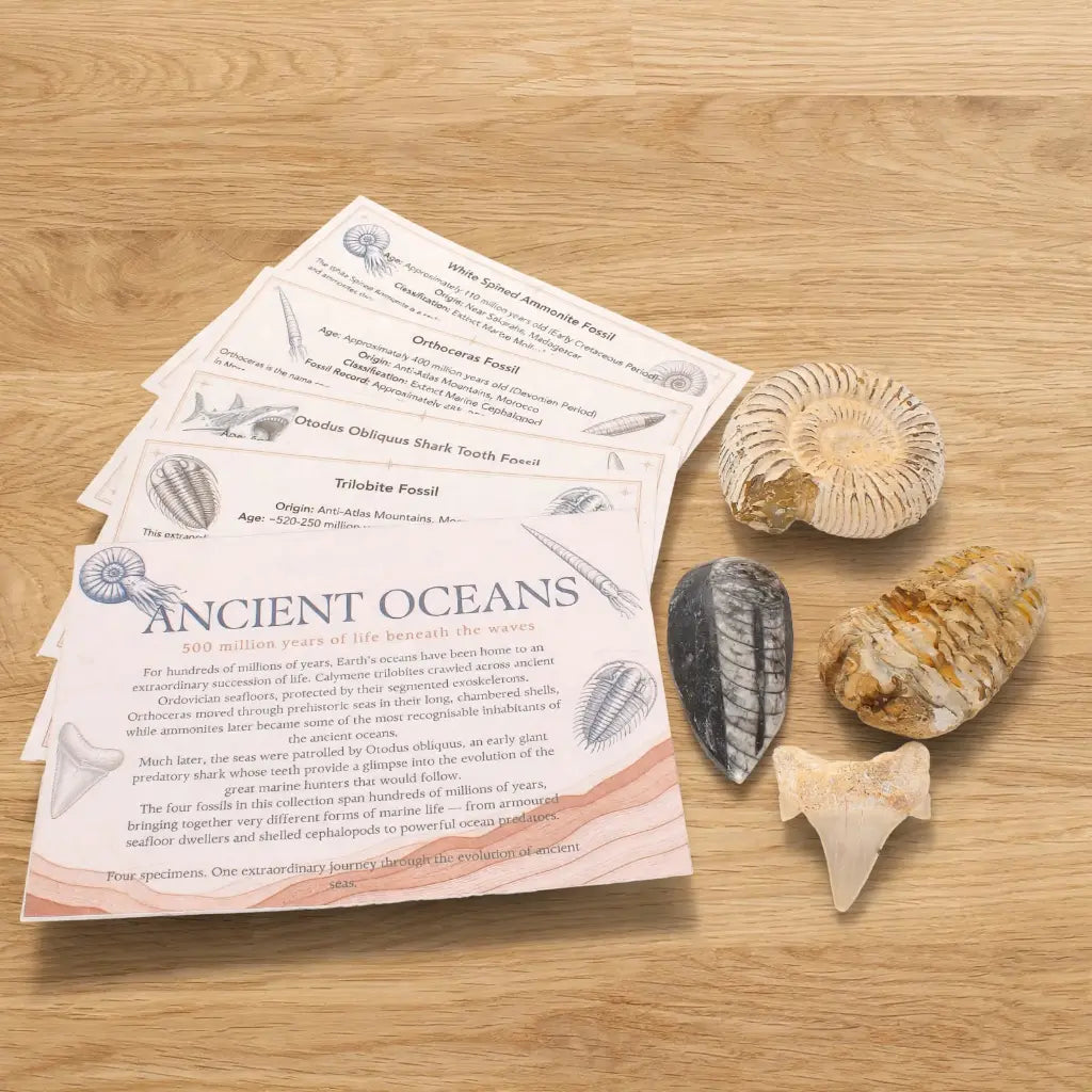 Get your Ancient Oceans Fossil Gift Box online now or in store at Forever Gems in Franschhoek, South Africa