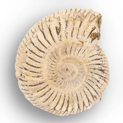 Get your Ancient Oceans Fossil Gift Box online now or in store at Forever Gems in Franschhoek, South Africa