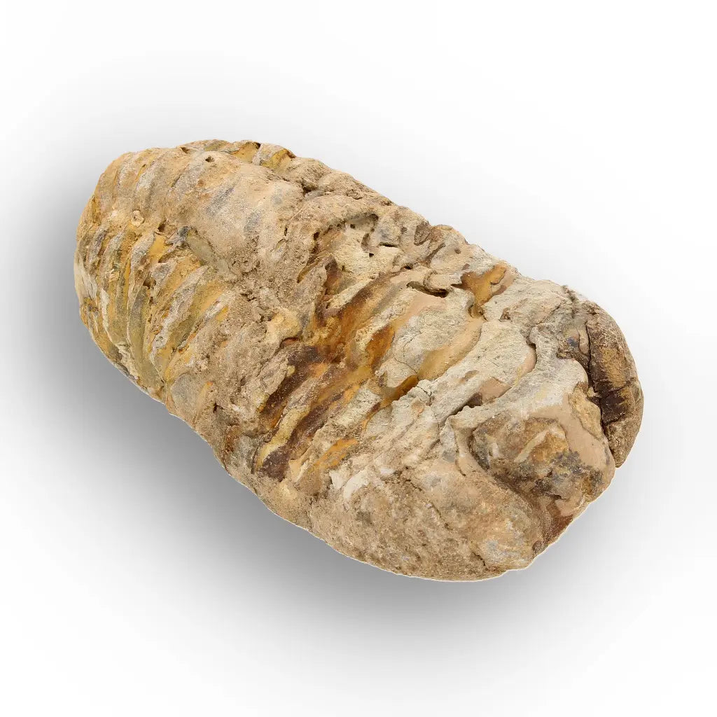 Get your Ancient Oceans Fossil Gift Box online now or in store at Forever Gems in Franschhoek, South Africa