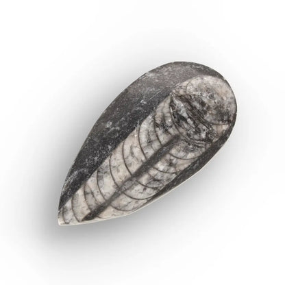 Get your Ancient Oceans Fossil Gift Box online now or in store at Forever Gems in Franschhoek, South Africa