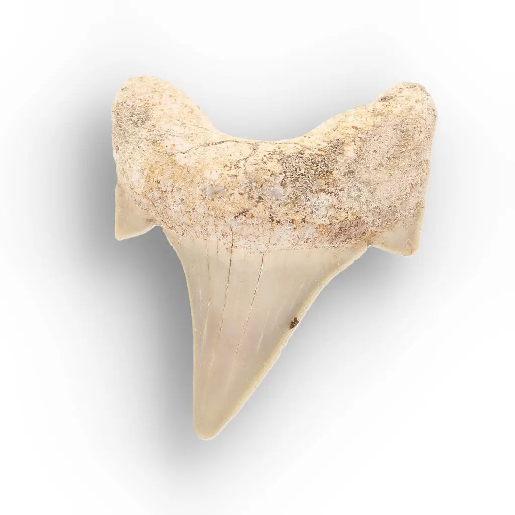 Get your Ancient Oceans Fossil Gift Box online now or in store at Forever Gems in Franschhoek, South Africa