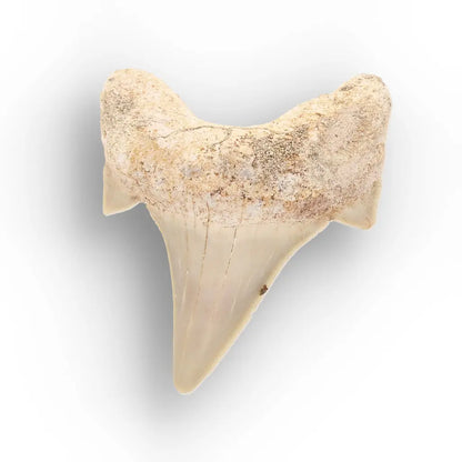 Get your Ancient Oceans Fossil Gift Box online now or in store at Forever Gems in Franschhoek, South Africa