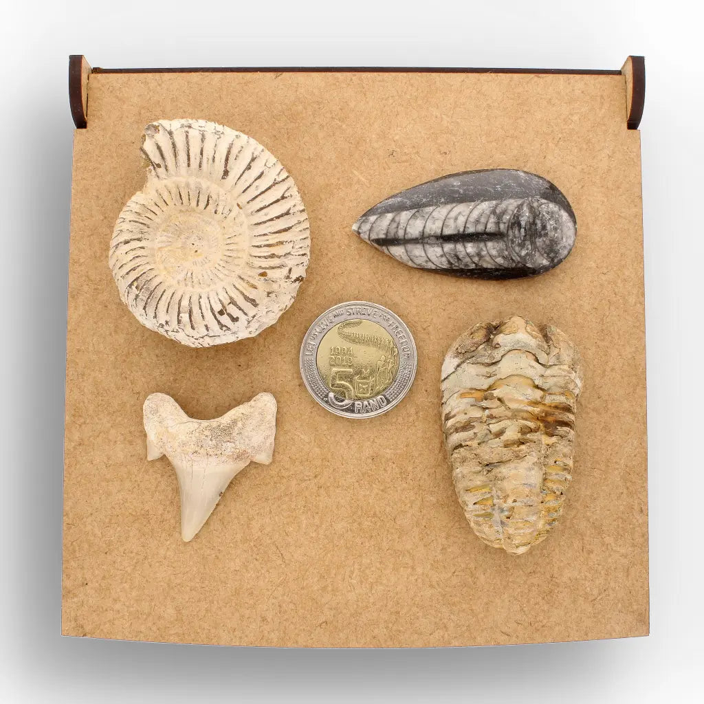 Get your Ancient Oceans Fossil Gift Box online now or in store at Forever Gems in Franschhoek, South Africa