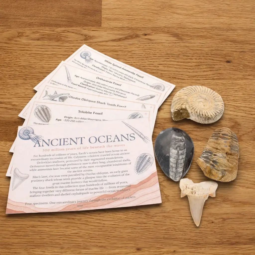 Get your Ancient Oceans Fossil Gift Box online now or in store at Forever Gems in Franschhoek, South Africa