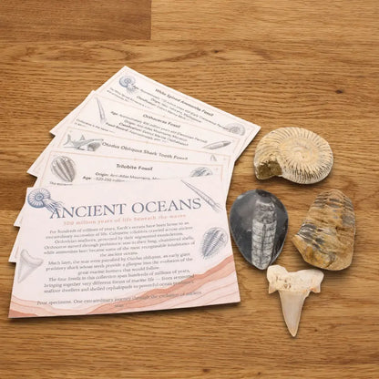 Get your Ancient Oceans Fossil Gift Box online now or in store at Forever Gems in Franschhoek, South Africa