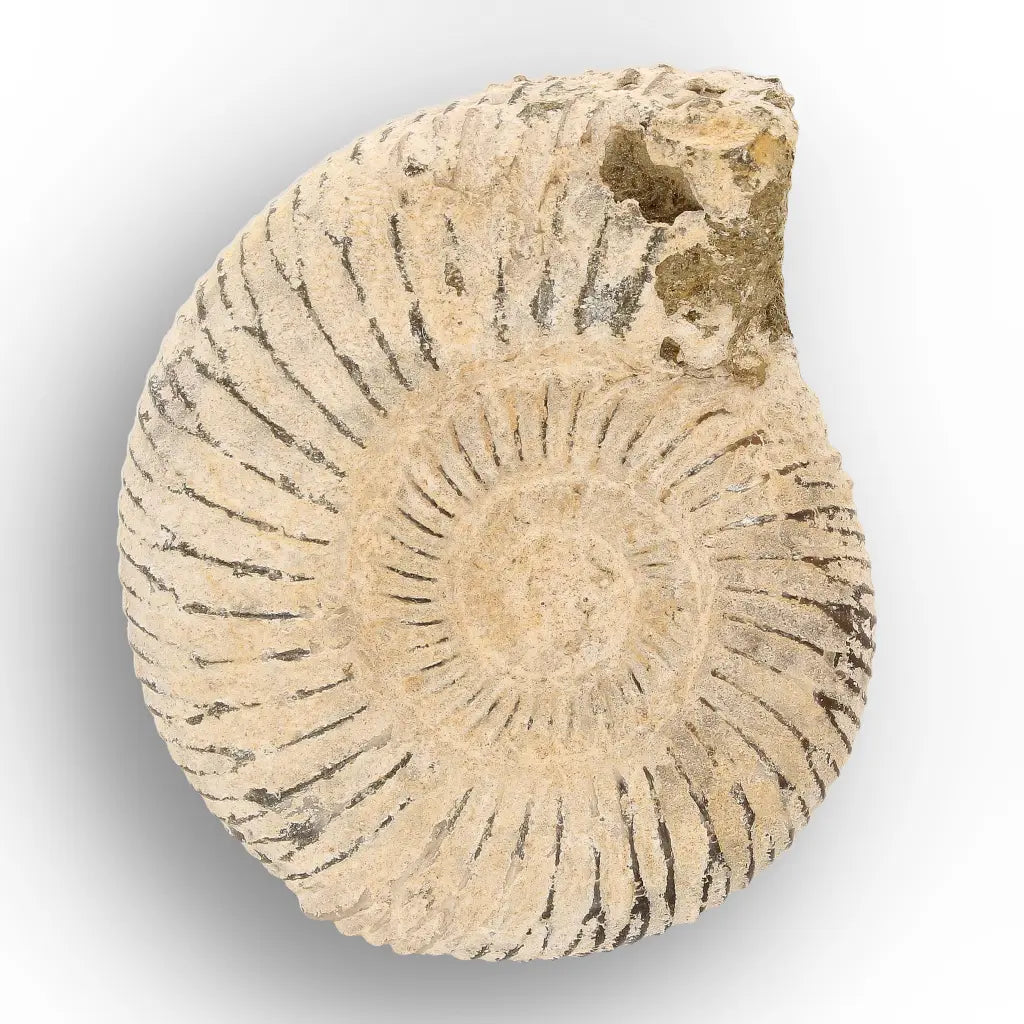 Get your Ancient Oceans Fossil Gift Box online now or in store at Forever Gems in Franschhoek, South Africa