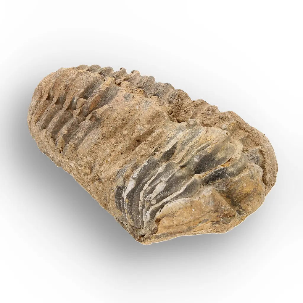 Get your Ancient Oceans Fossil Gift Box online now or in store at Forever Gems in Franschhoek, South Africa
