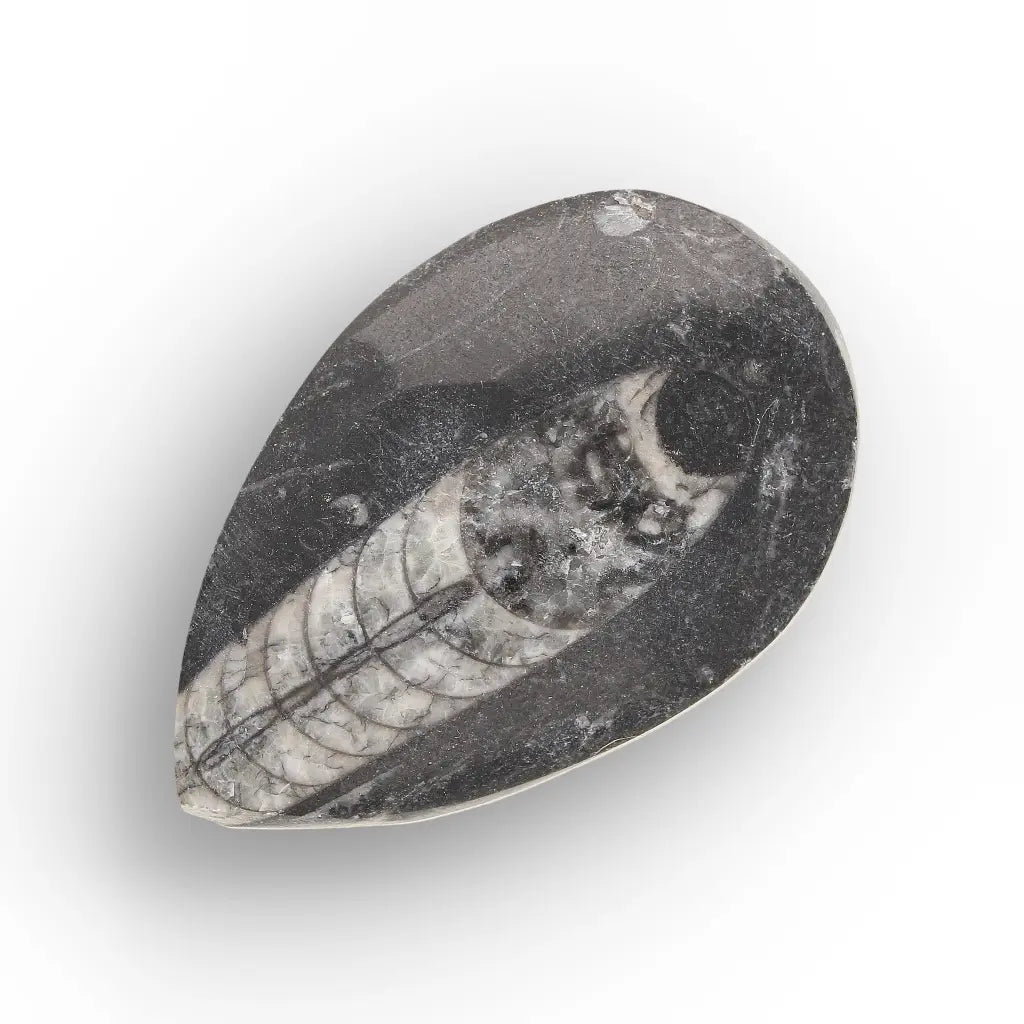 Get your Ancient Oceans Fossil Gift Box online now or in store at Forever Gems in Franschhoek, South Africa