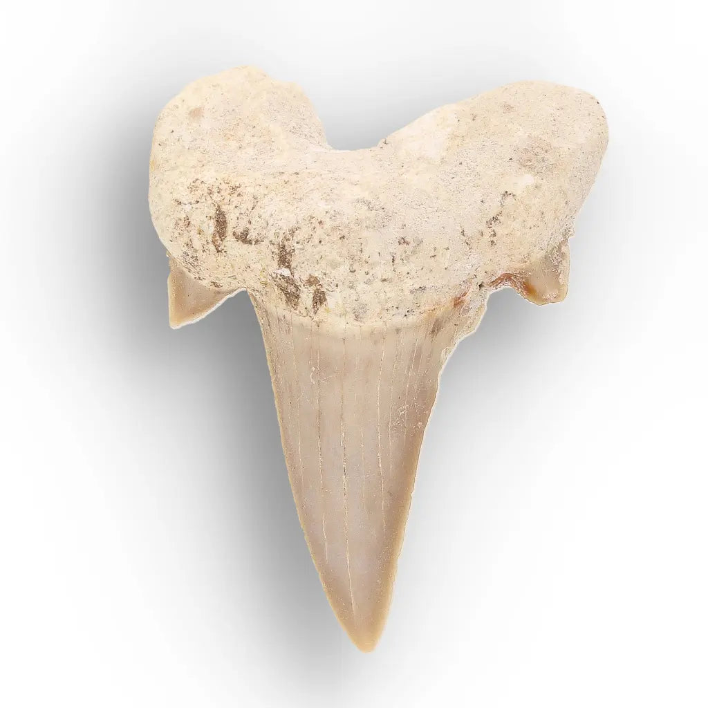 Get your Ancient Oceans Fossil Gift Box online now or in store at Forever Gems in Franschhoek, South Africa