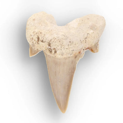 Get your Ancient Oceans Fossil Gift Box online now or in store at Forever Gems in Franschhoek, South Africa