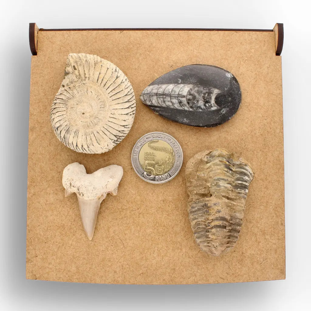 Get your Ancient Oceans Fossil Gift Box online now or in store at Forever Gems in Franschhoek, South Africa