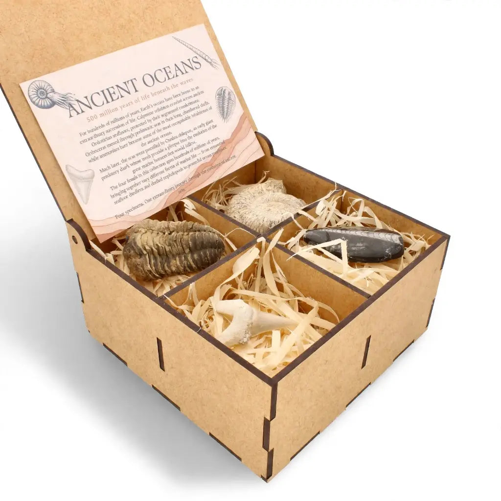 Get your Ancient Oceans Fossil Gift Box online now or in store at Forever Gems in Franschhoek, South Africa