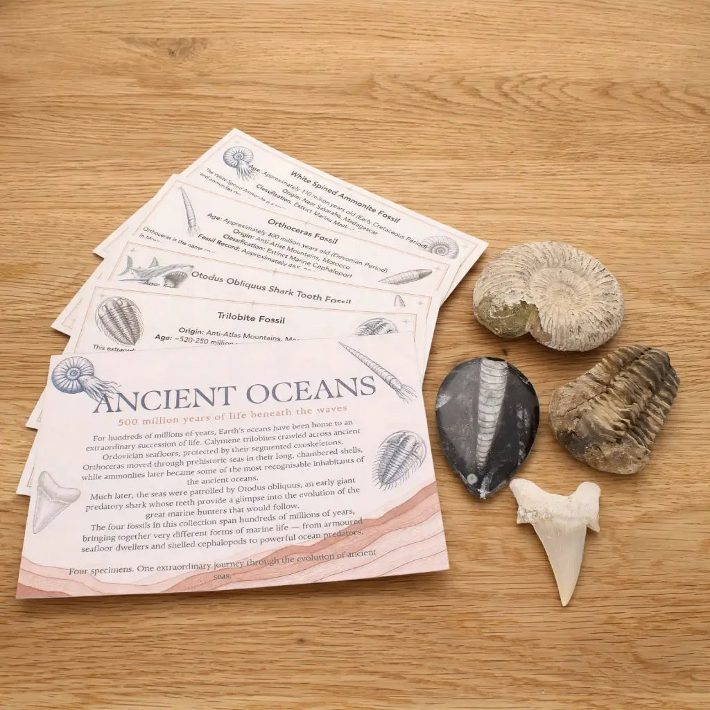 Get your Ancient Oceans Fossil Gift Box online now or in store at Forever Gems in Franschhoek, South Africa