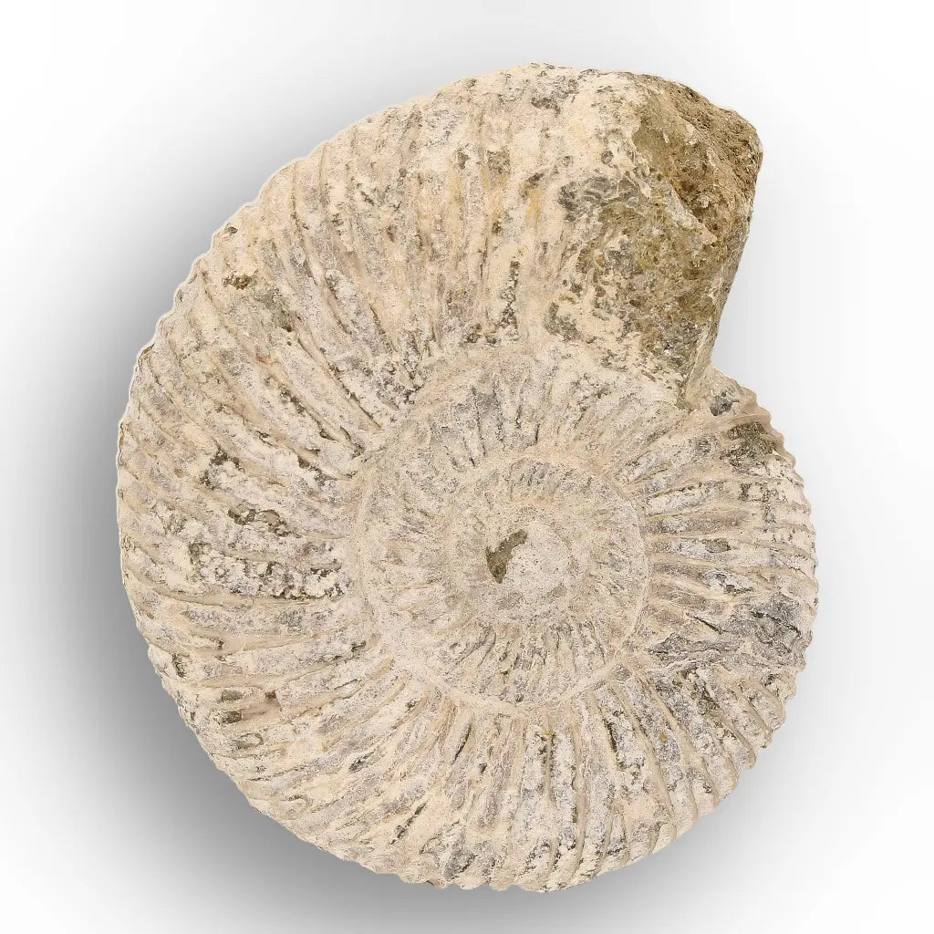 Get your Ancient Oceans Fossil Gift Box online now or in store at Forever Gems in Franschhoek, South Africa