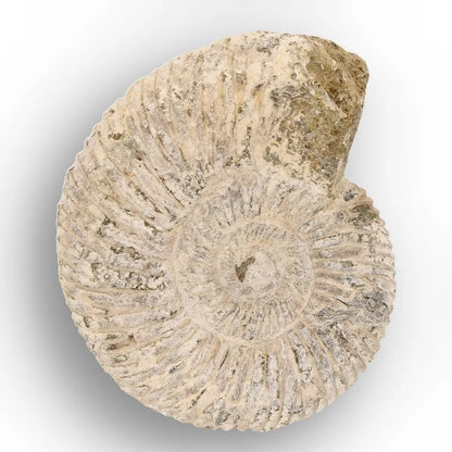 Get your Ancient Oceans Fossil Gift Box online now or in store at Forever Gems in Franschhoek, South Africa
