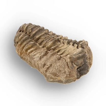 Get your Ancient Oceans Fossil Gift Box online now or in store at Forever Gems in Franschhoek, South Africa