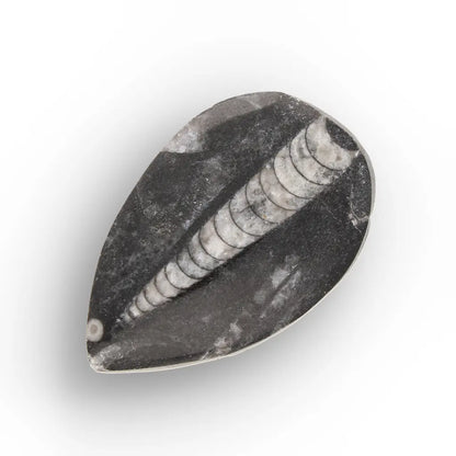 Get your Ancient Oceans Fossil Gift Box online now or in store at Forever Gems in Franschhoek, South Africa