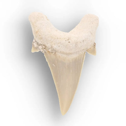 Get your Ancient Oceans Fossil Gift Box online now or in store at Forever Gems in Franschhoek, South Africa