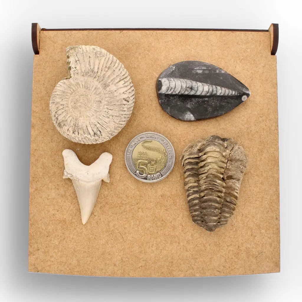 Get your Ancient Oceans Fossil Gift Box online now or in store at Forever Gems in Franschhoek, South Africa