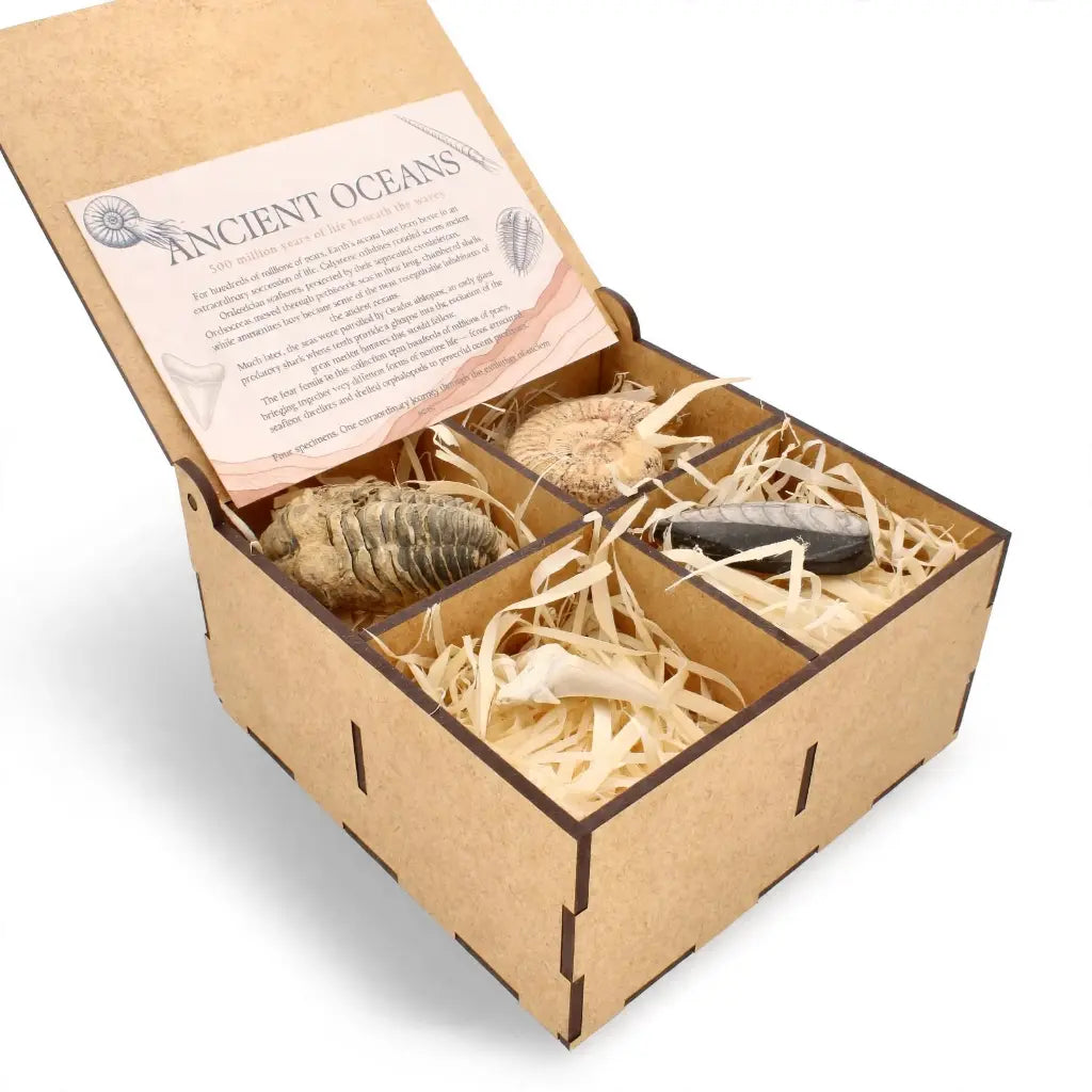 Get your Ancient Oceans Fossil Gift Box online now or in store at Forever Gems in Franschhoek, South Africa