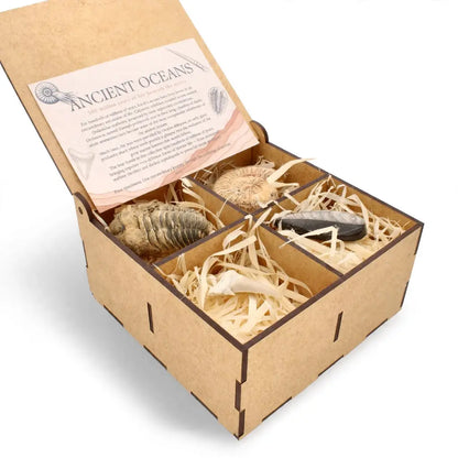 Get your Ancient Oceans Fossil Gift Box online now or in store at Forever Gems in Franschhoek, South Africa