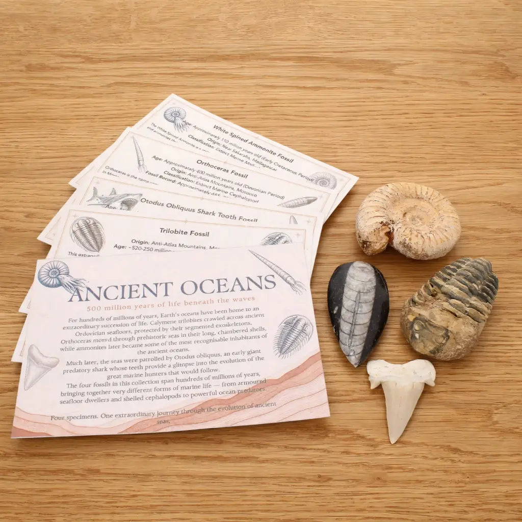 Get your Ancient Oceans Fossil Gift Box online now or in store at Forever Gems in Franschhoek, South Africa