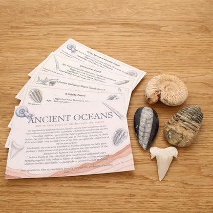 Get your Ancient Oceans Fossil Gift Box online now or in store at Forever Gems in Franschhoek, South Africa