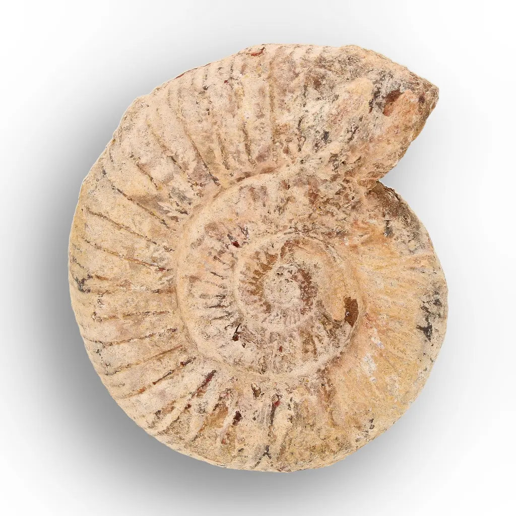Get your Ancient Oceans Fossil Gift Box online now or in store at Forever Gems in Franschhoek, South Africa