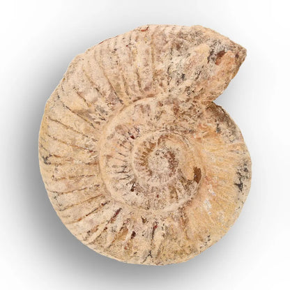 Get your Ancient Oceans Fossil Gift Box online now or in store at Forever Gems in Franschhoek, South Africa