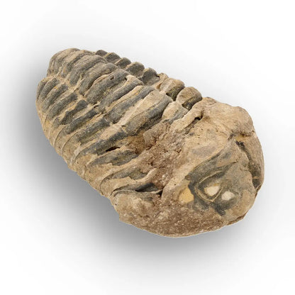 Get your Ancient Oceans Fossil Gift Box online now or in store at Forever Gems in Franschhoek, South Africa
