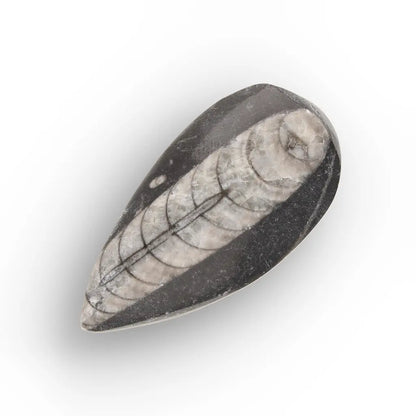 Get your Ancient Oceans Fossil Gift Box online now or in store at Forever Gems in Franschhoek, South Africa