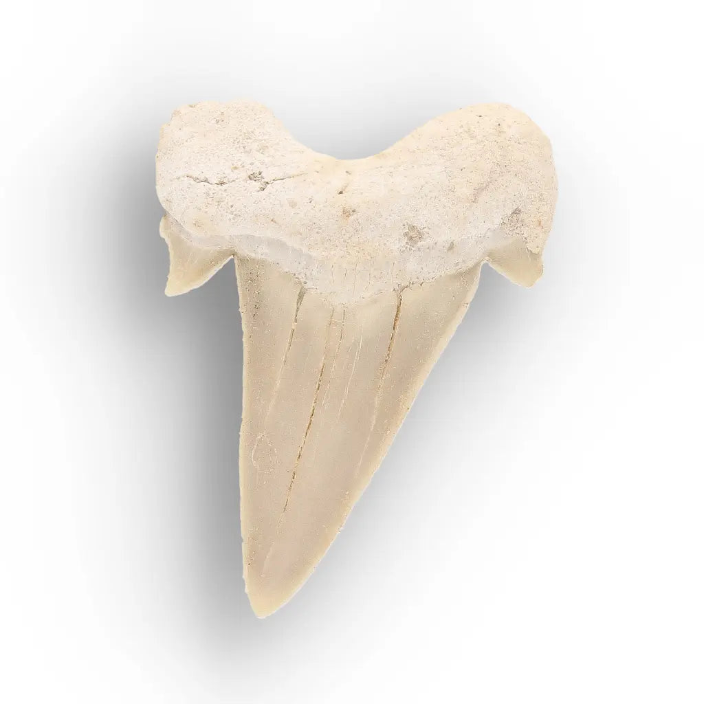 Get your Ancient Oceans Fossil Gift Box online now or in store at Forever Gems in Franschhoek, South Africa